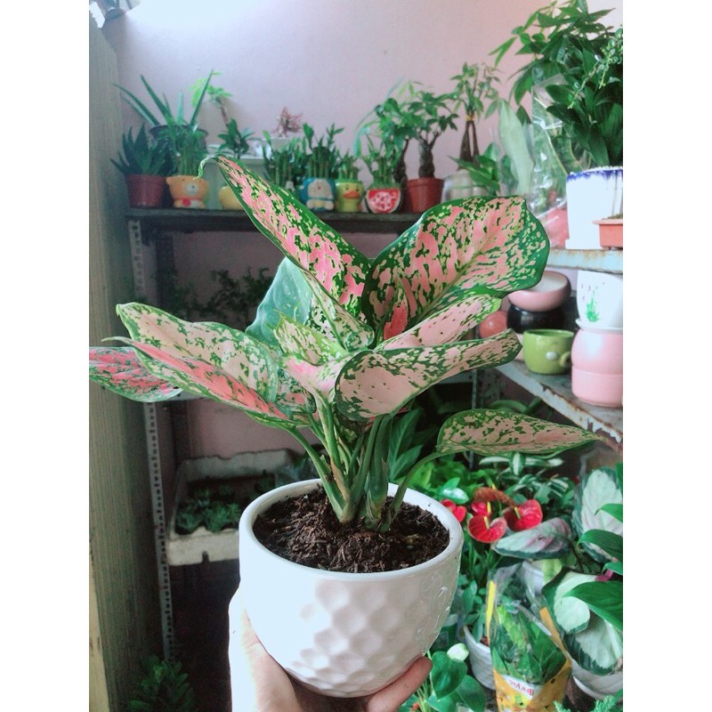 [HCM]Chậu Cây Vạn Lộc
