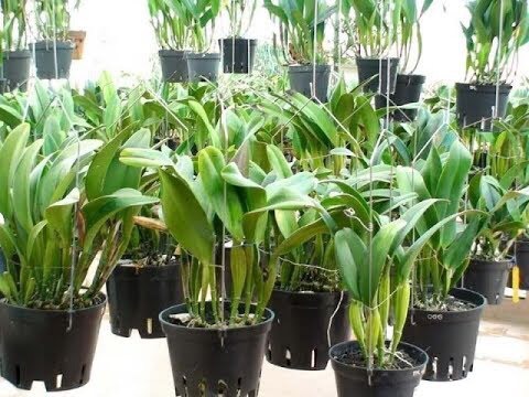 [Giá hủy diệt] bộ 10 chậu chựa trồng lan phi 16