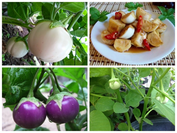 Hạt Giống Cà Pháo Cao Sản
