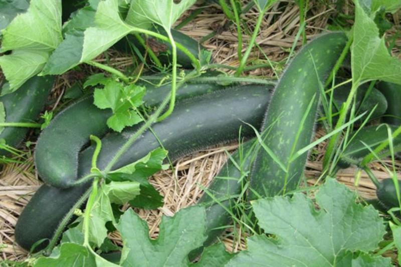 Hạt giống bí xanh dài ( bí sặt ) 1 gói 30 hạt