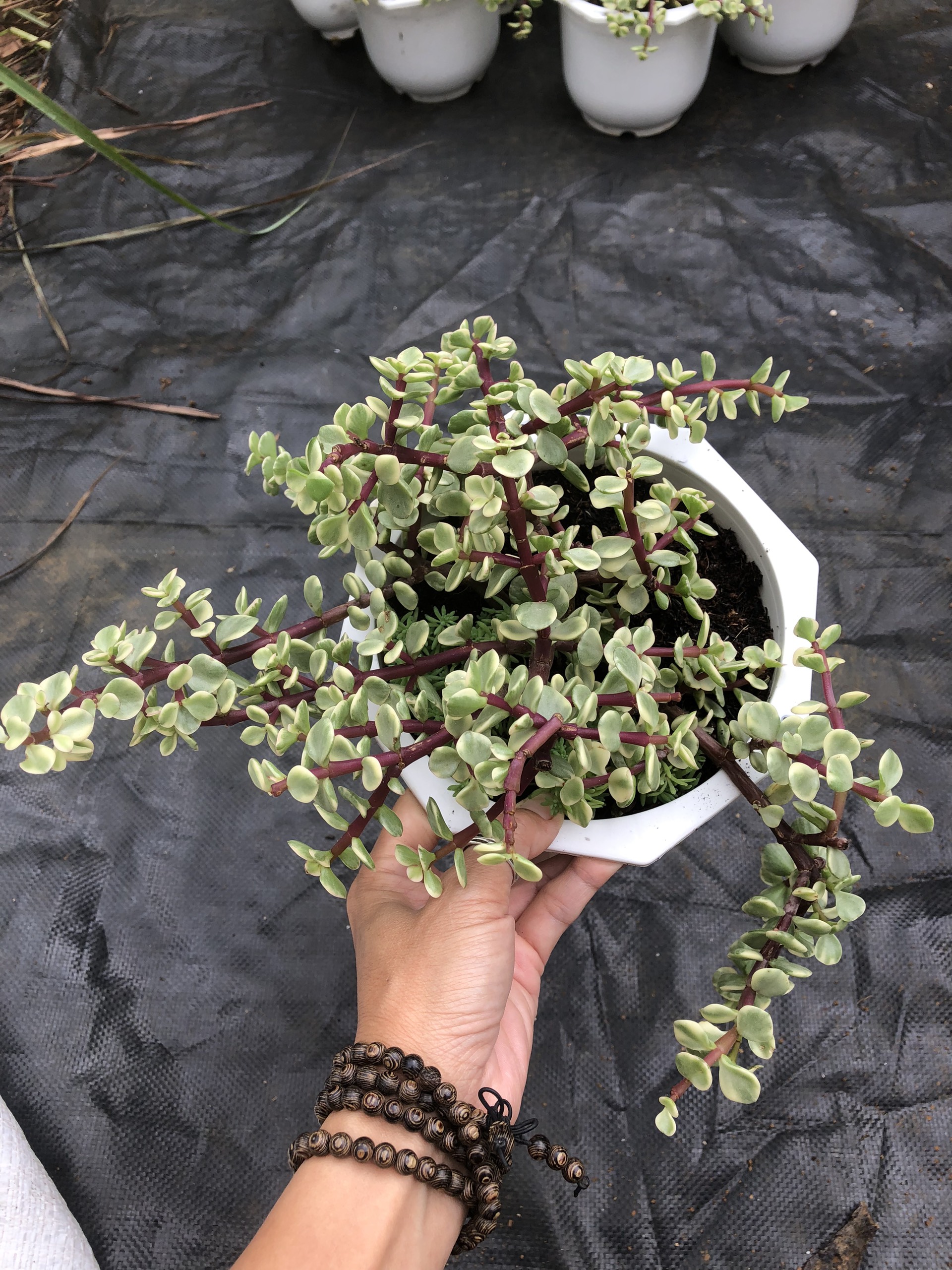Sen đá Đô La Cẩm Thạch ( cây 1 gốc thụ)