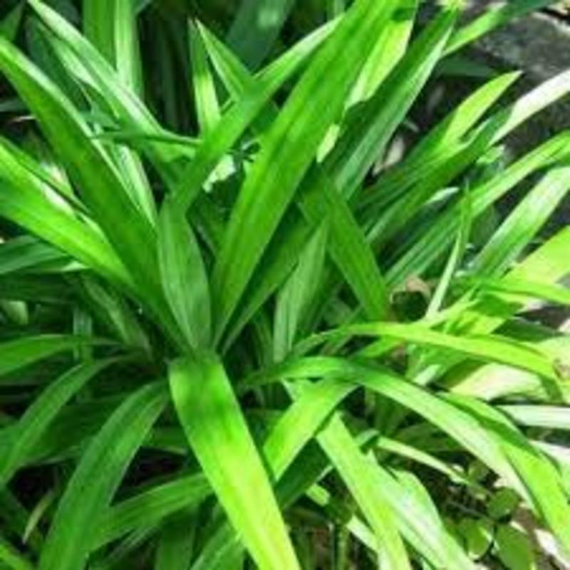 Cây lá Nếp thơm giống (lá dứa thơm, lá Nếp)- cây giống nhỏ