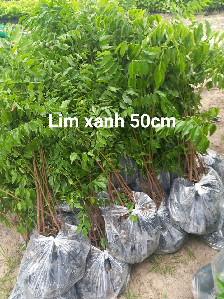 Hạt giống cây lim xanh trồng rừng