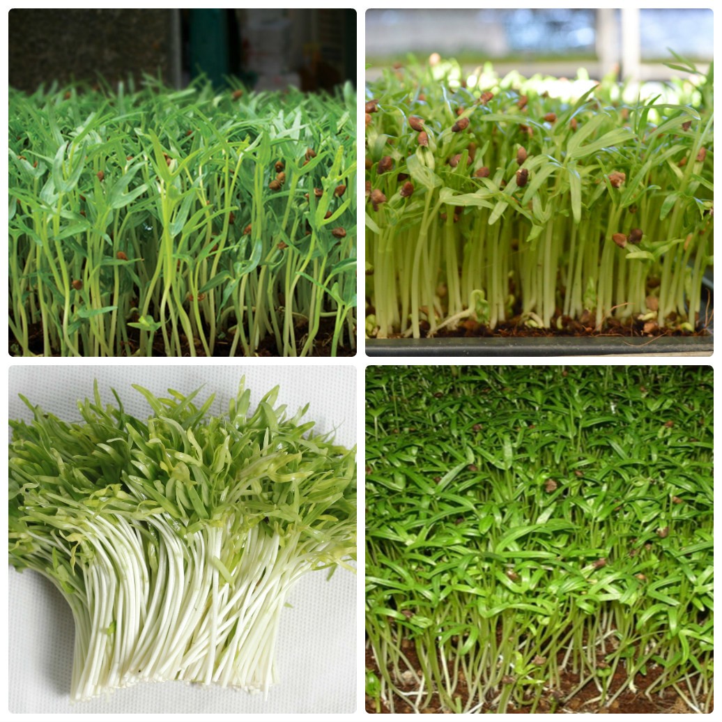 Hạt Giống Mầm Rau Muống - 50 gr