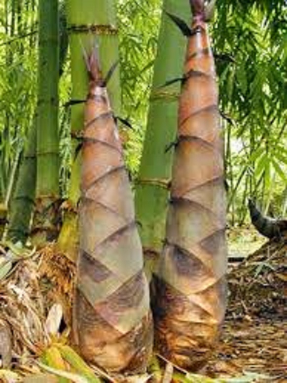 CÂY GIỐNG MĂNG TRE BÁT ĐỘ