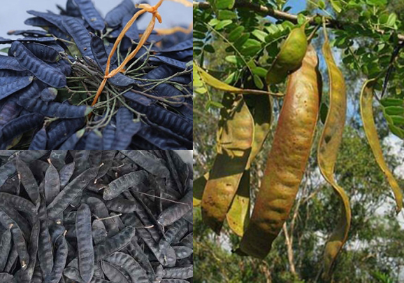Quả bồ kết khô ( gói 0.5 kg)