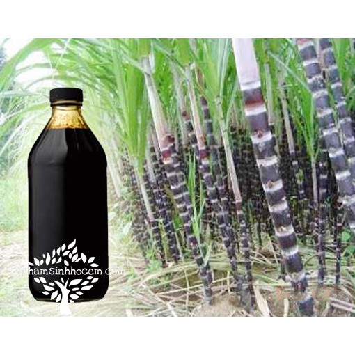 1 lít mật rỉ đường (mật mía)nuôi EM thứ cấp từ EM gốc