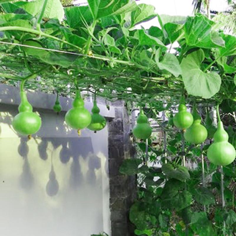 Hạt Giống Bầu Hồ Lô Quả To - 10 Hạt