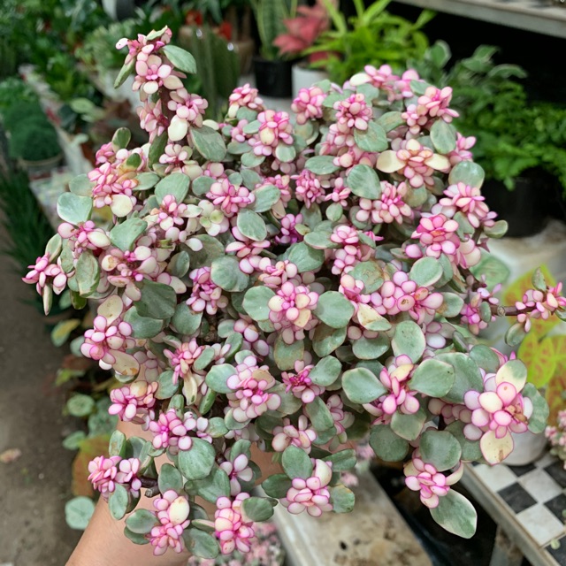 CÂY NGỌC BÍCH ĐỎ - CÂY SEN DOLA HỒNG uy tín là chất lượng