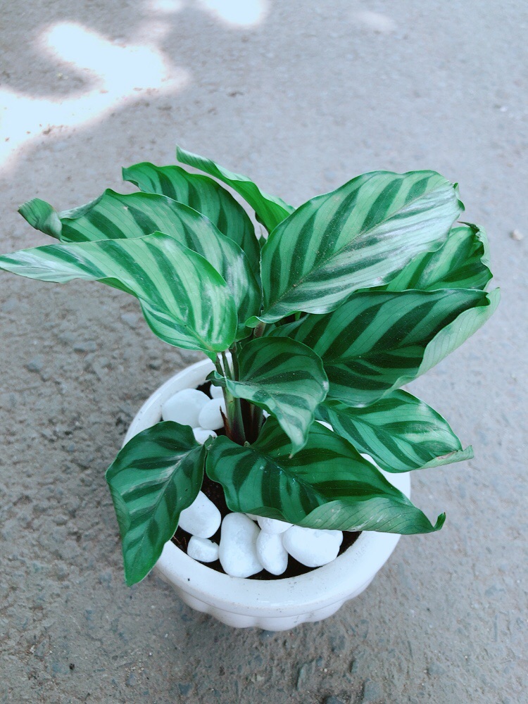 [HCM]Chậu Đuôi Công Xanh