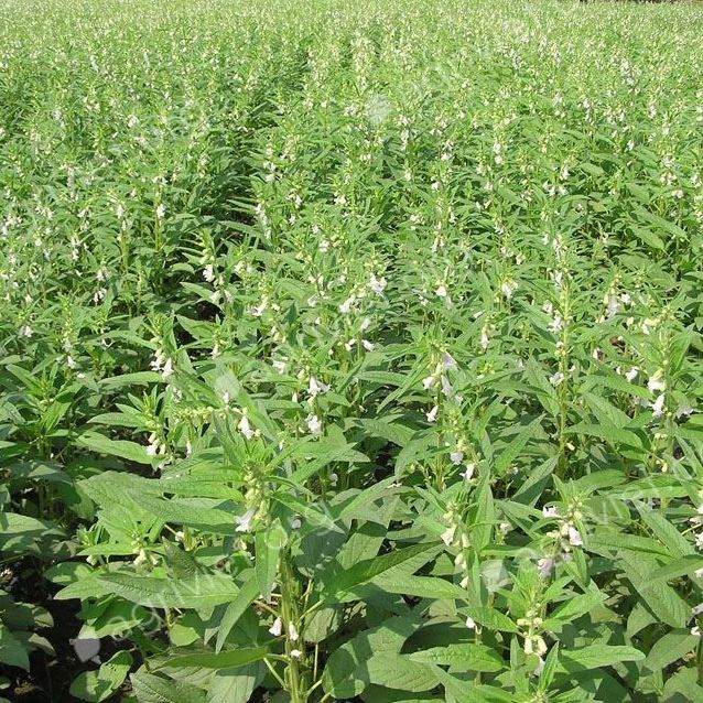 500gr Mè đen hữu cơ Gia Lai Thiên Thảo Organic