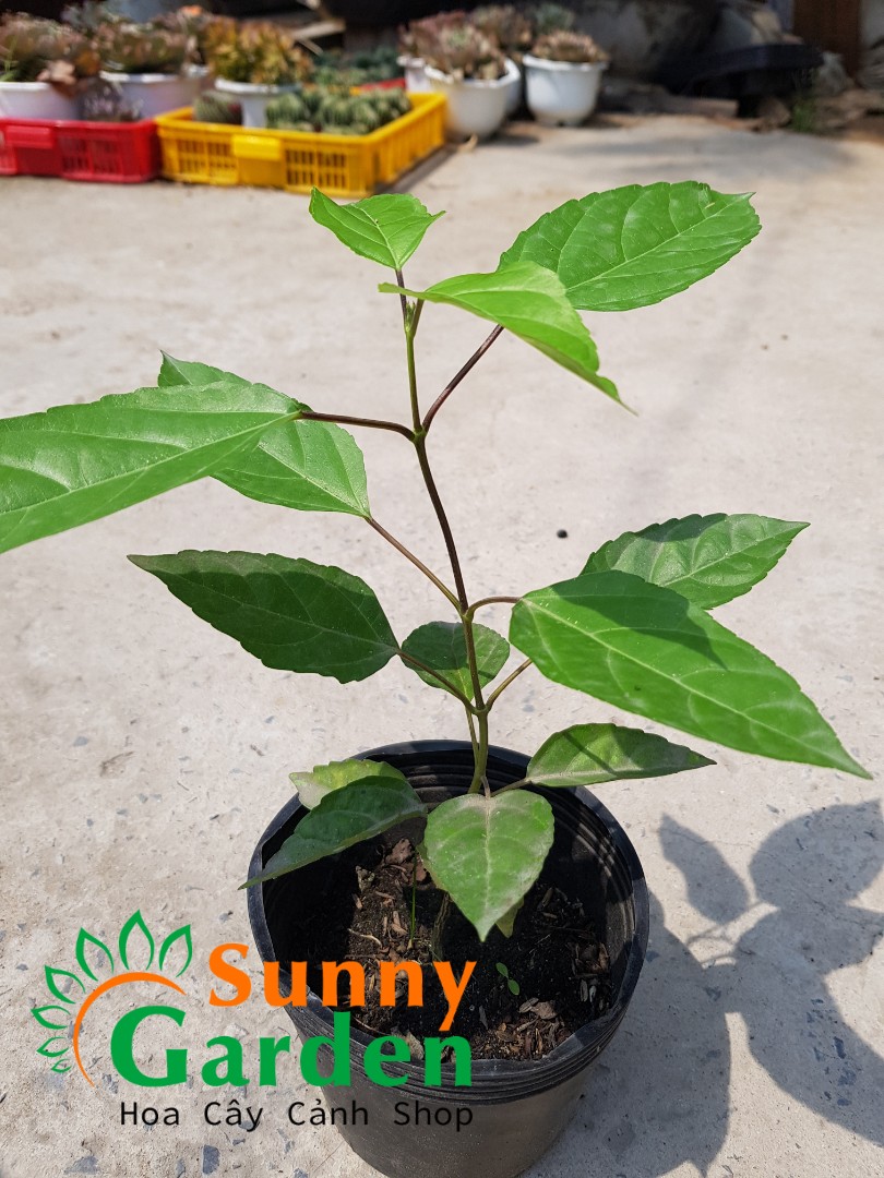 Cây Lá Cách, Cao 20-30cm  - Chậu Rau