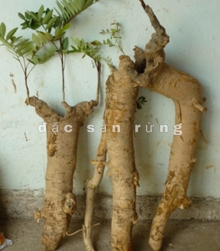 Rễ Mật Nhân Thái Lát Khô 1kg -ĐSR