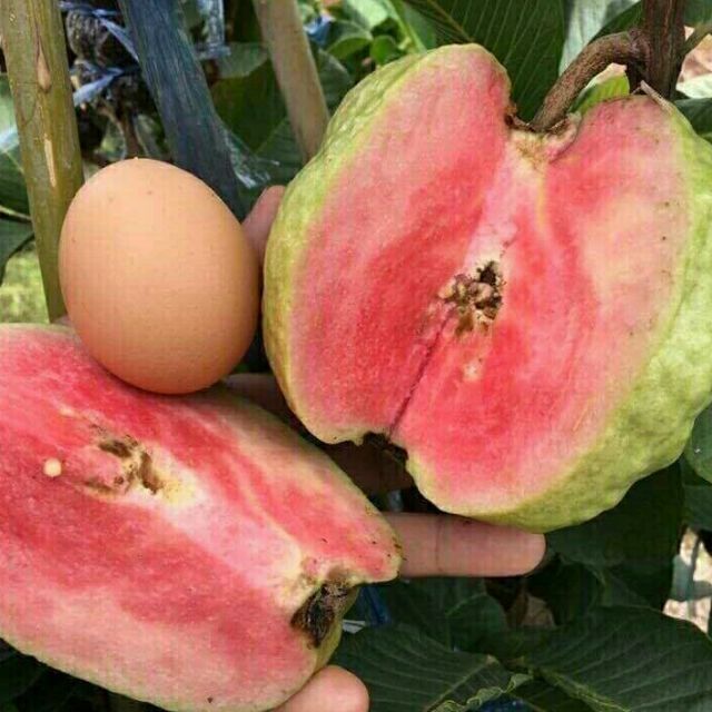 Cây ổi RuBy... siêu trái... cây đang trái.