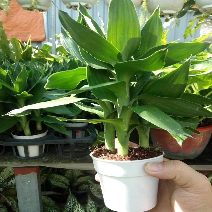 chậu cây phát tài phát lộc thủy sinh