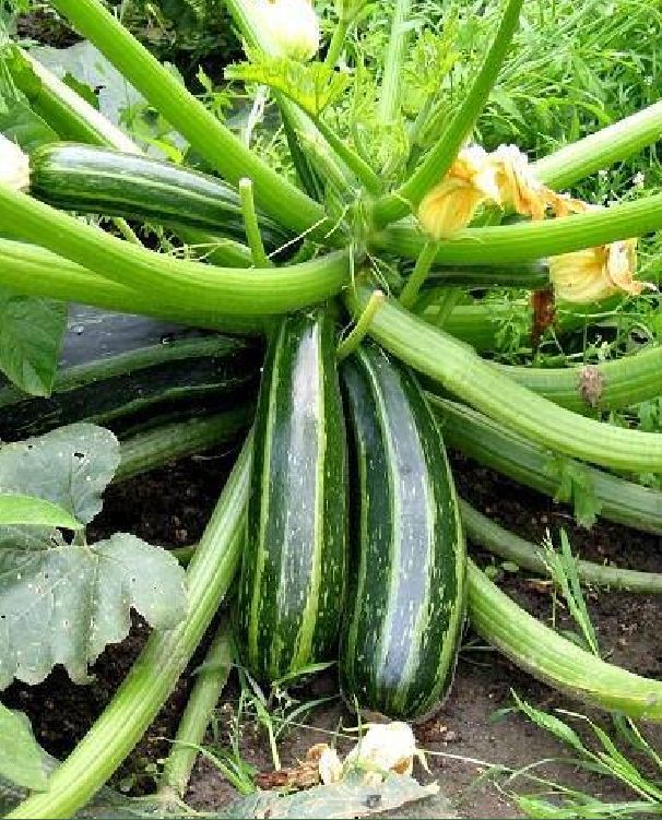 Bộ 5 gói hạt giống bí ngòi mix (TẶNG gói kích thích hỗ trợ hạt nảy mầm)