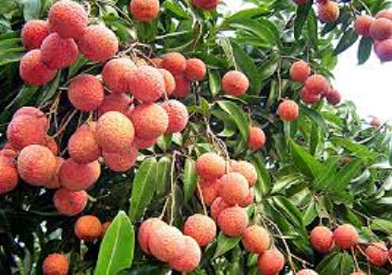 Cây giống VẢI THIỀU dòng quả muộn