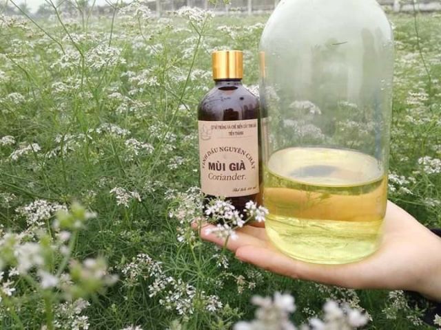 Tinh Dầu Mùi Già Tiến Thành 10Ml