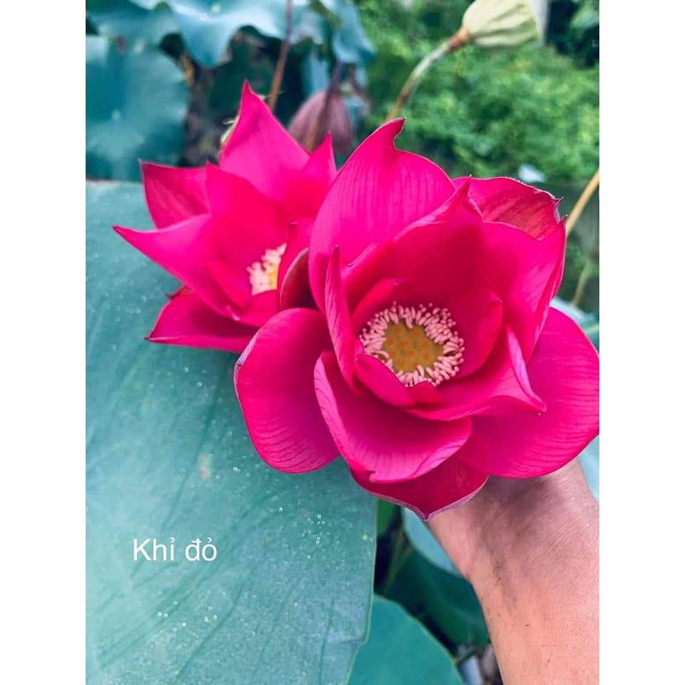 2 Củ Sen Giống (Hoa sen)