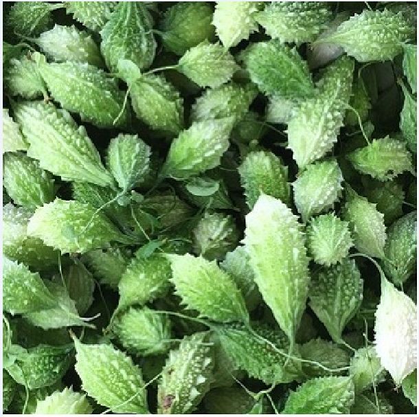 Hạt giống trái khổ qua rừng - 1 gói 10 hạt