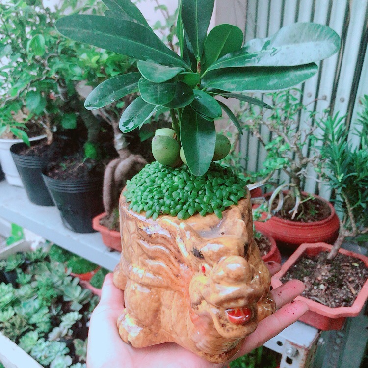 Chậu cây may mắn tài lộc