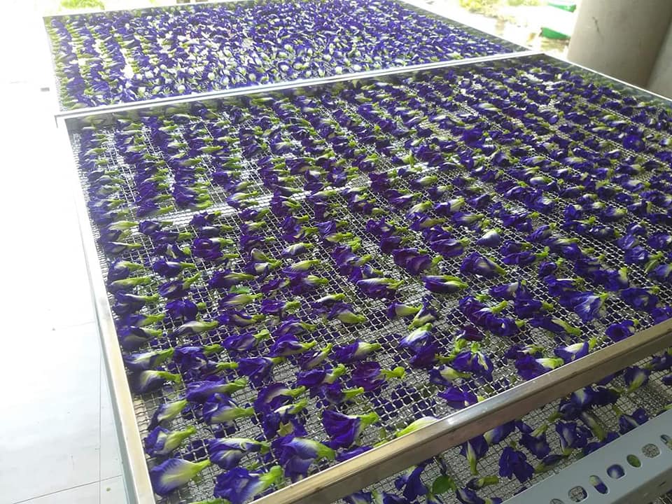 HOA ĐẬU BIẾC SẤY KHÔ 200G