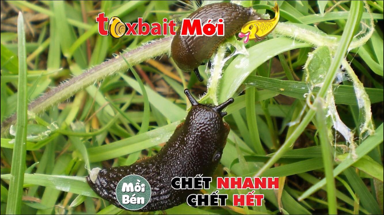 diệt ốc Sên , ốc Bươu Vàng Toxbait 200gr