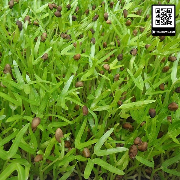Hạt giống rau mầm rau muống, có vị ngọt mát và rất giòn, nhiều dinh dưỡng