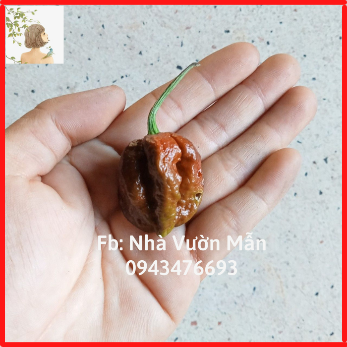 3 Hạt Ớt Big Mama Caramel