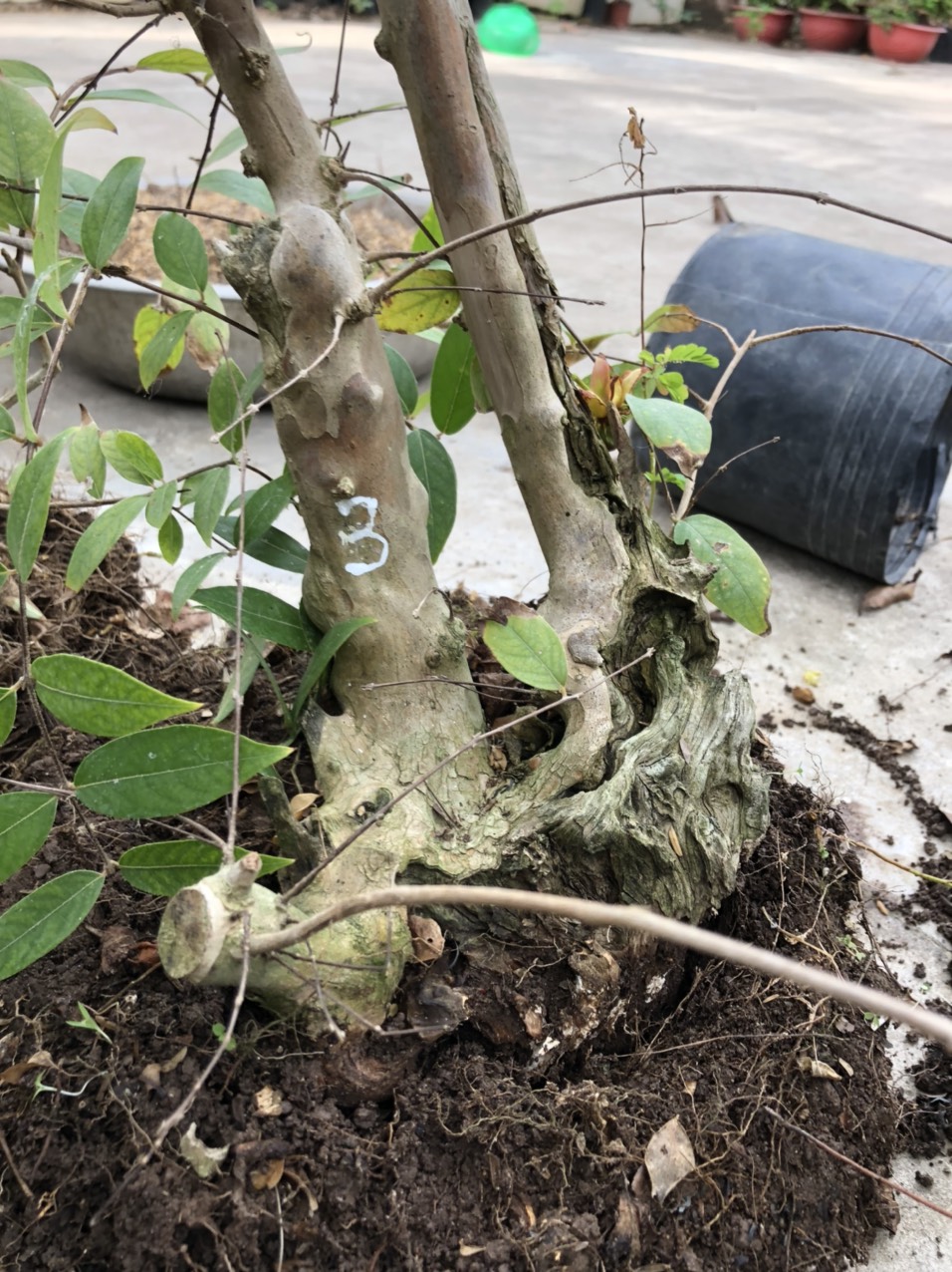 (bonsai mini) Bằng lăng tím