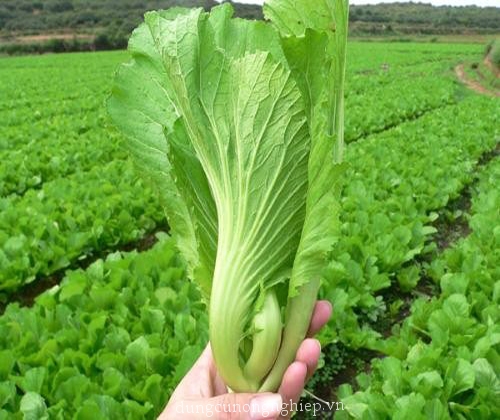 Hạt giống Cải Muối Dưa (Cải Tòa Sại) 20gr