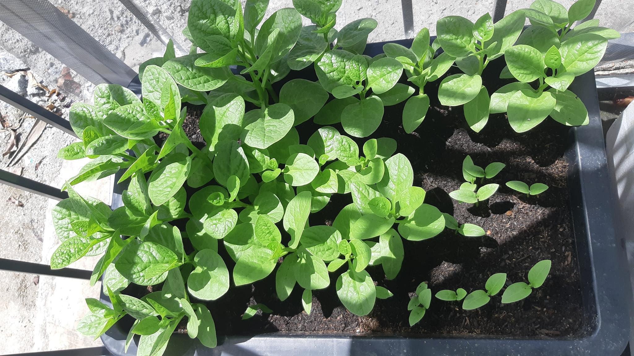 20 gram Hạt giống rau mồng tơi