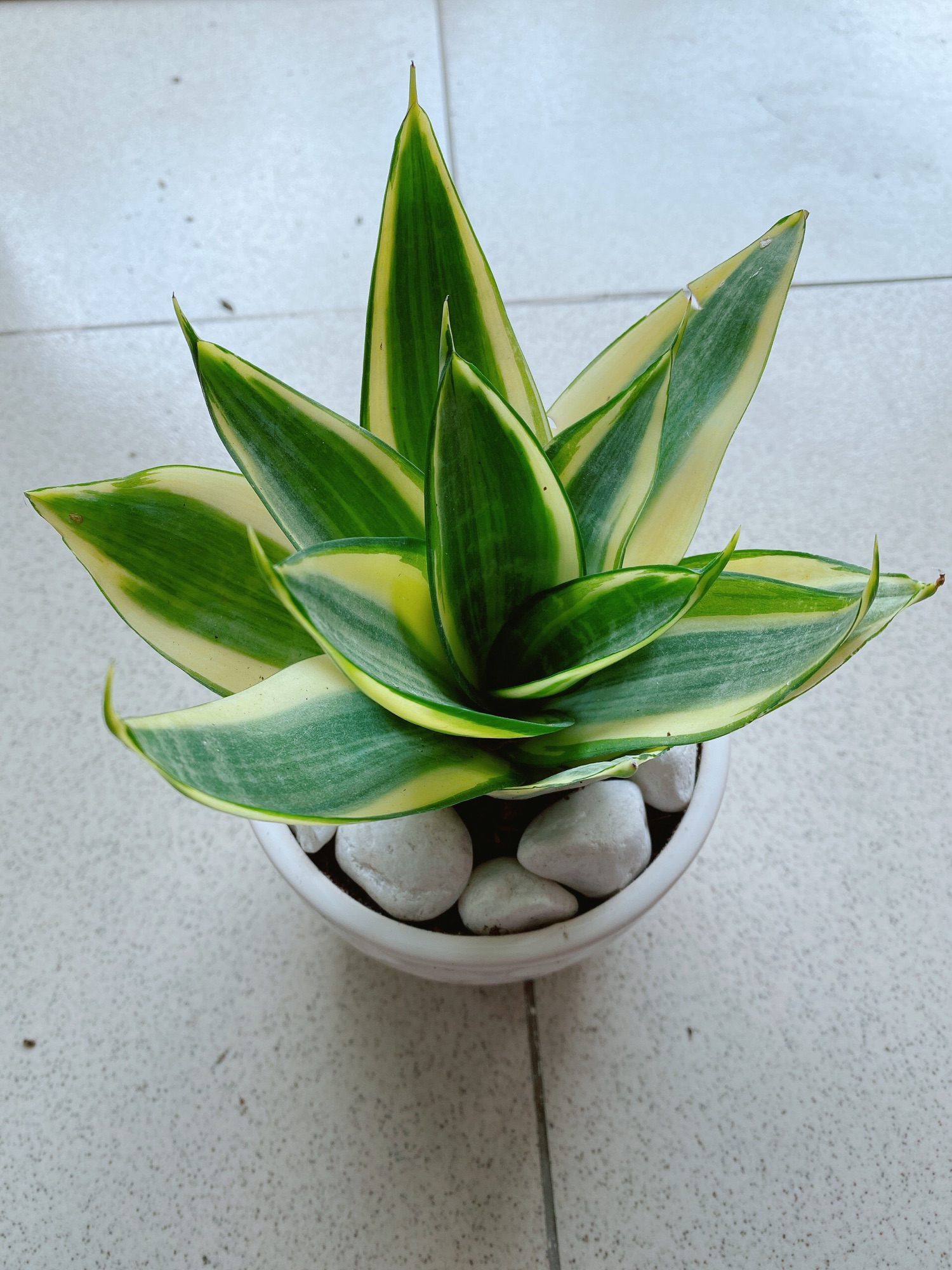 [HCM]Chậu Lưỡi Hổ Thái