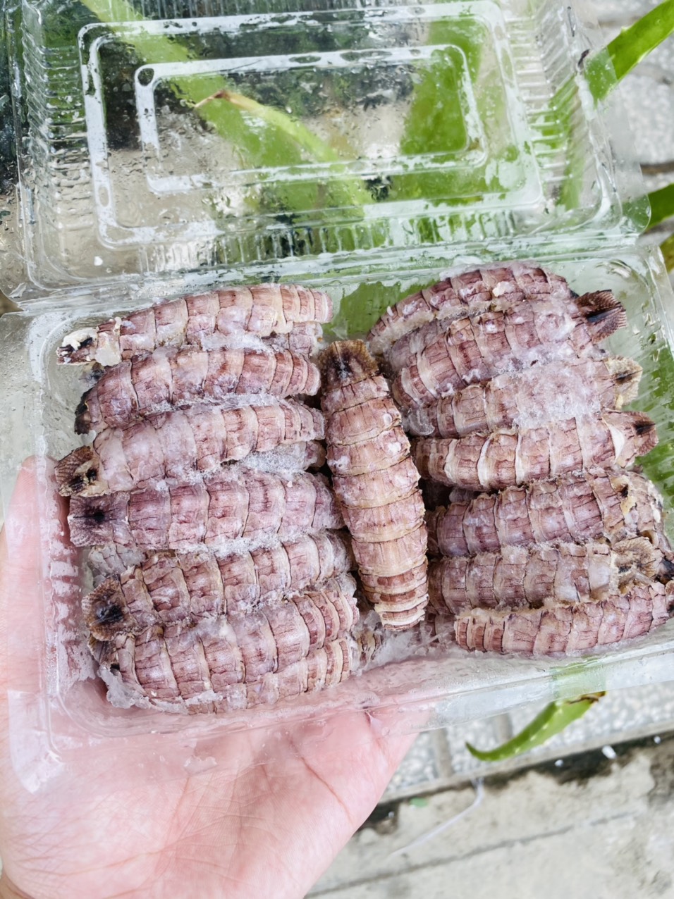 [GIAO NHANH 2H HCM] Giá Sỉ 1Kg Tôm Tít Thịt Size Nhỏ