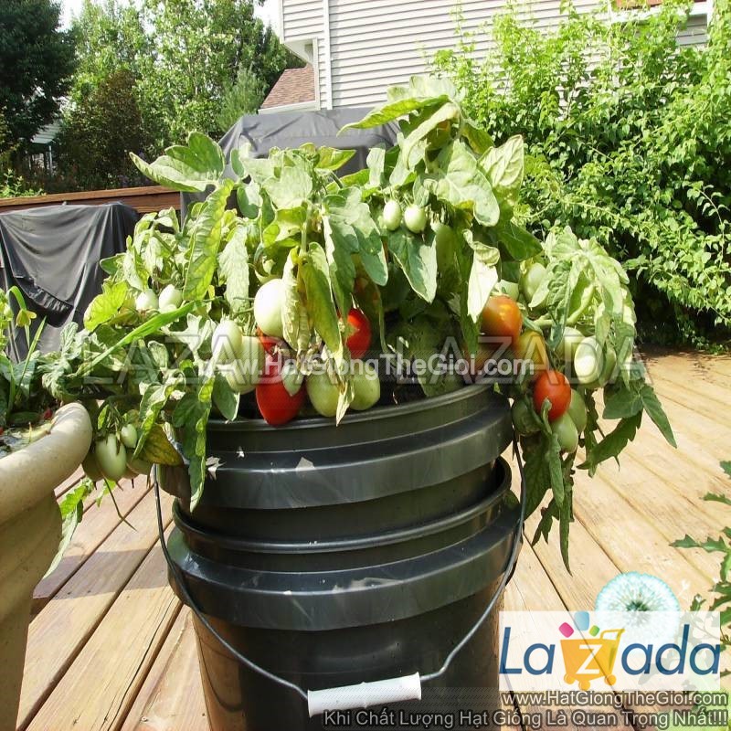 10h Hạt Giống Cà Chua Cherry Rủ Đỏ TG36 (A3.102| B41*W62)