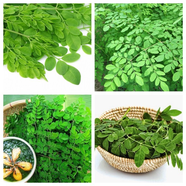 Gói 1kg hạt giống cây chùm ngây