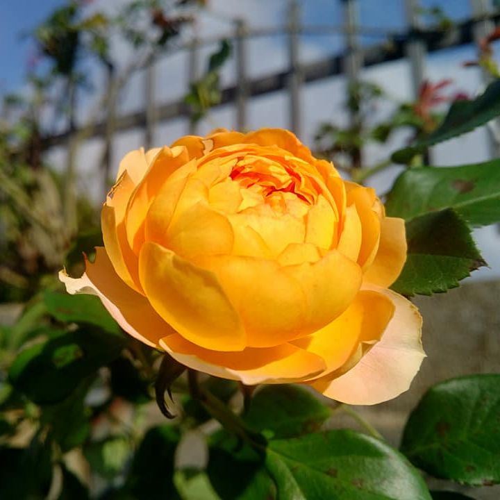 Hoa hồng leo Honey caramel Rose - cây size nhỏ, say hoa, màu cam nổi bật, hoa lâu tàn
