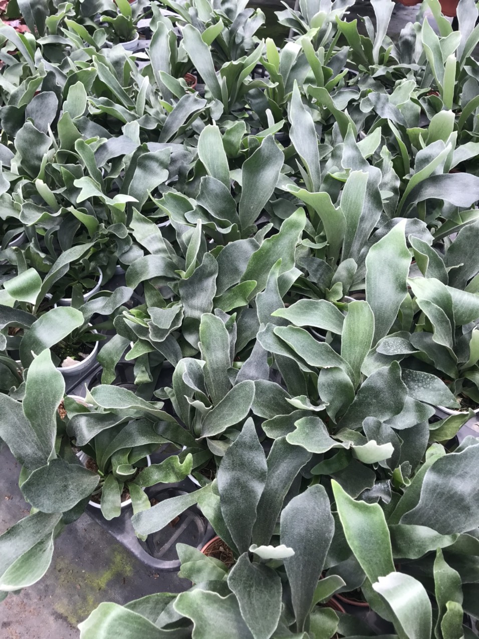 Gạc Nai  nhỏ - Alcicorne