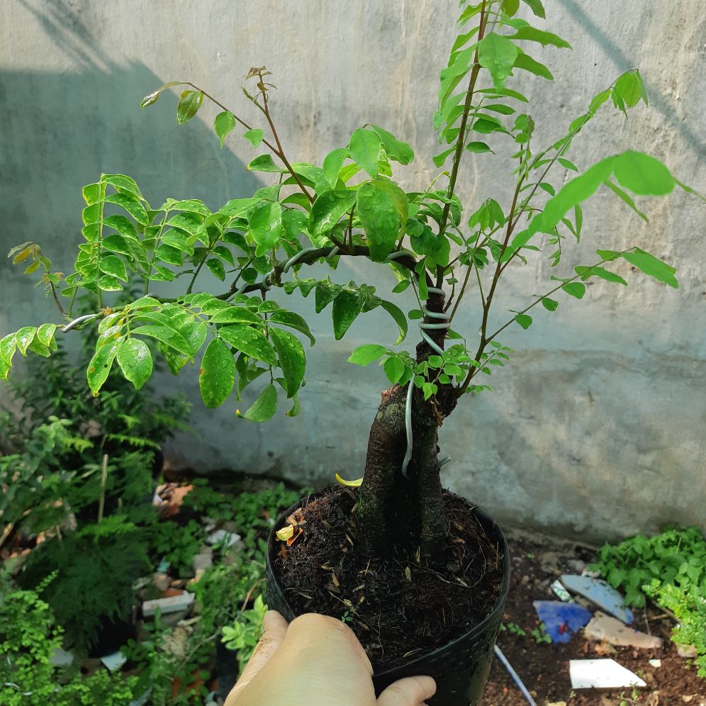 cây khế bonsai mini