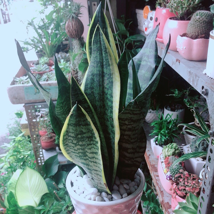 Chậu lưỡi hổ cao