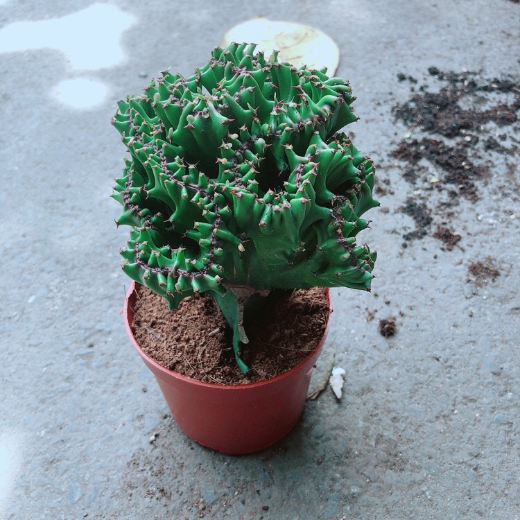 Xương Rồng Vạn Lý