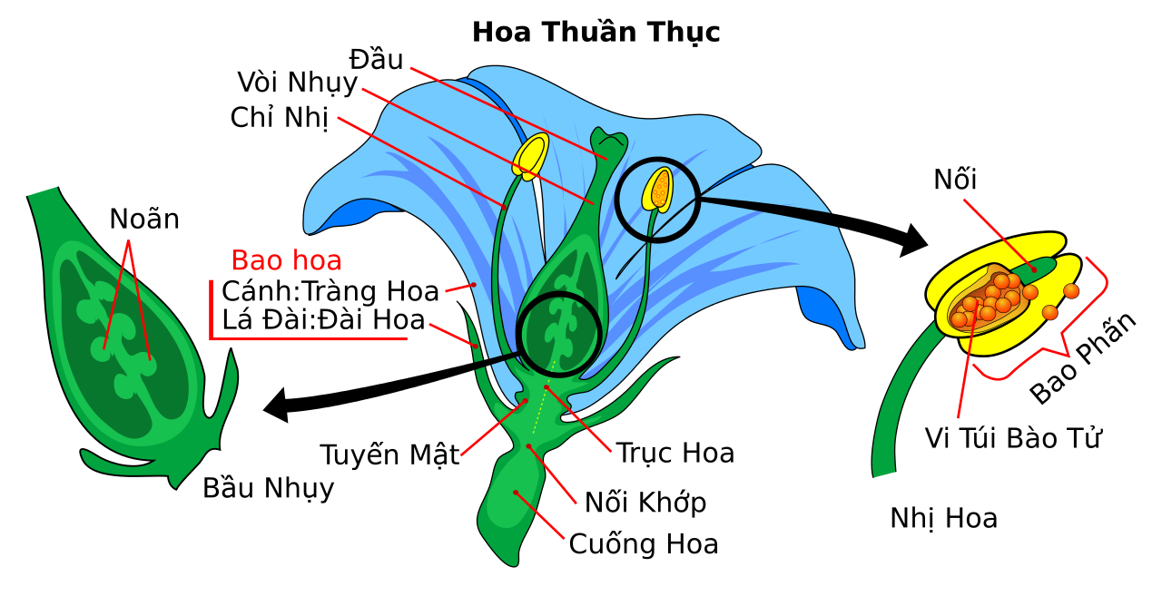 [Freeship Max] Dụng cụ thụ phấn cây Bơ, Na, Mãng Cầu [SONG CHÂU STORE]