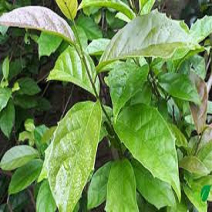 Tree La black 500g
