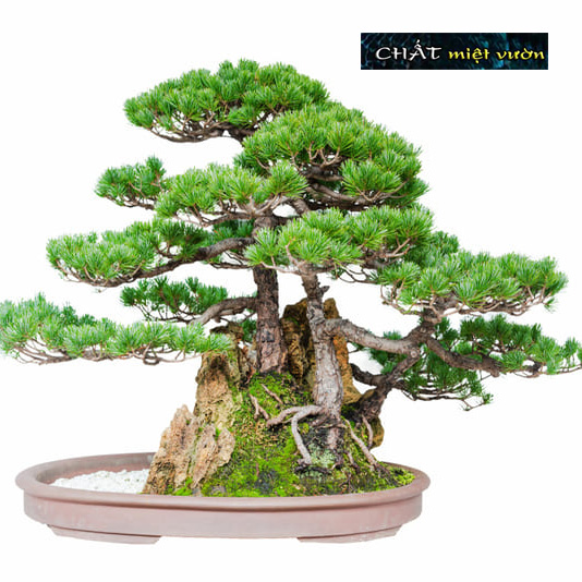 Cây Vạn Niên Tùng giống (chậu cây cao 40-50cm như hình)