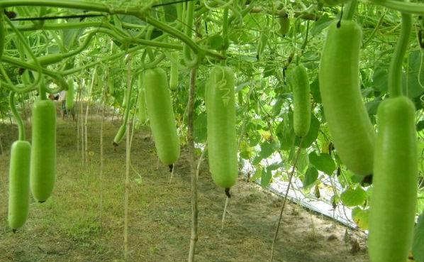 Gói 2g hạt giống bầu sao F1