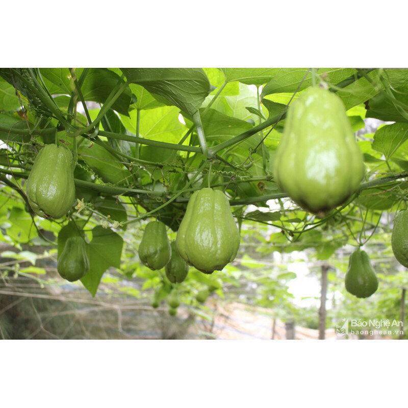 [ Nông Dân Khởi Nghiệp ] quả susu giống