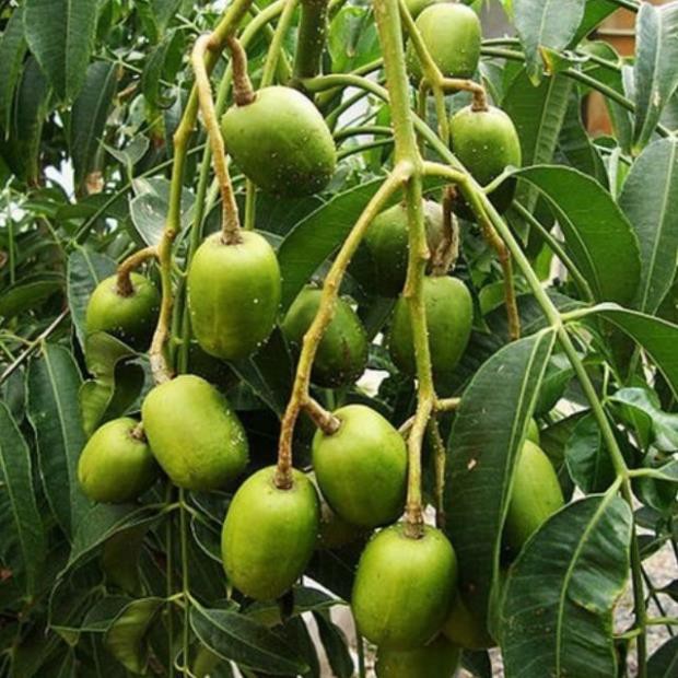 sản phẩm CÂY CÓC THÁI