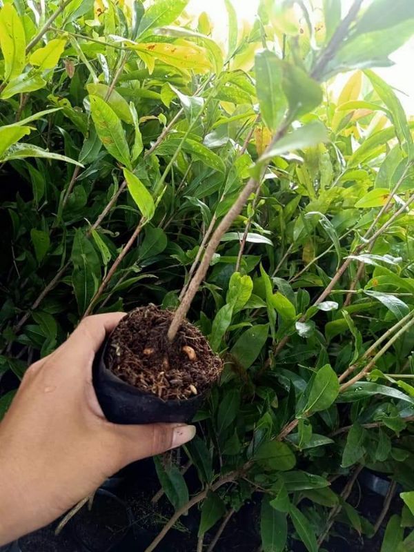 Mai Kem ( Cây Giống)