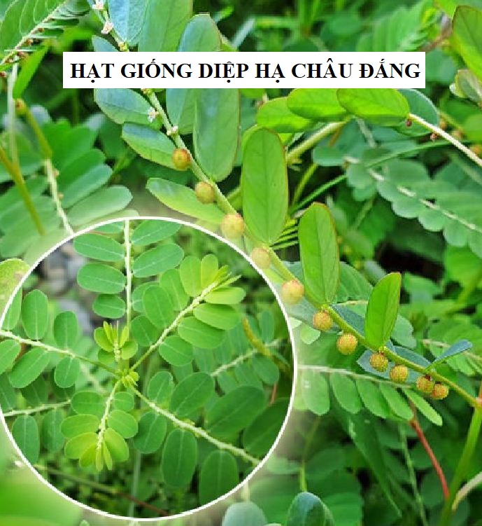 Hạt Giống Diệp Hạ Châu Đắng - ( Cây Dược Liệu- 50hạt )