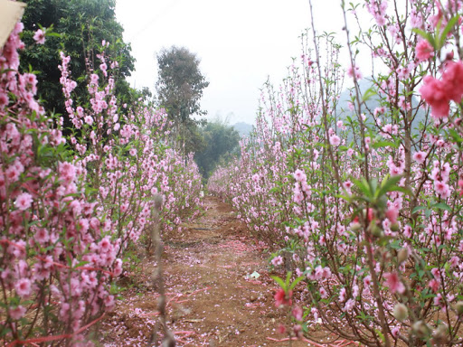 cây đào bích, đào phai, đào trắng - hàng cây